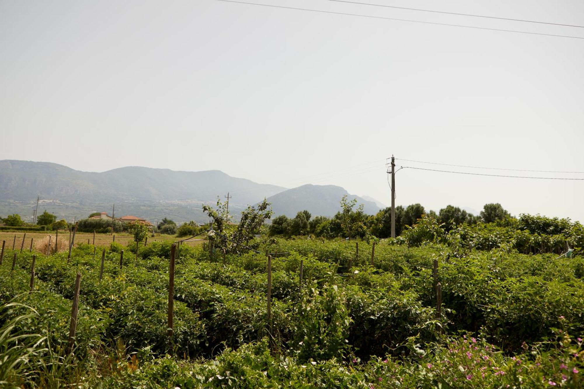 Il Vecchio Frantoio Villa Stella Cilento Exterior photo